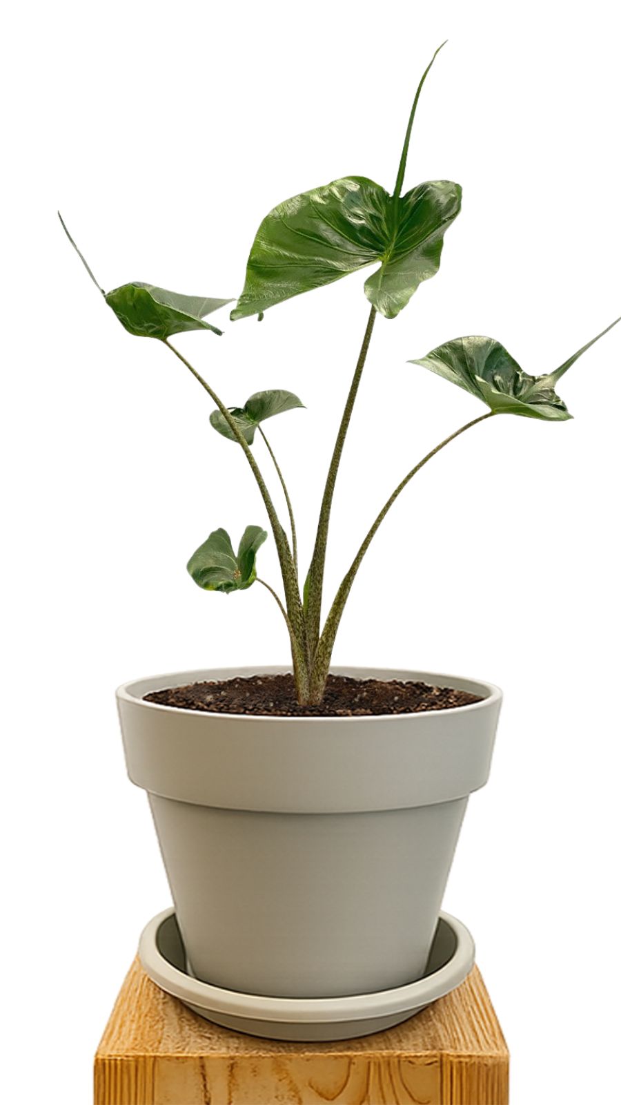 Plant kit 30 Sand